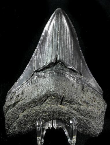 Fossil Megalodon Tooth - Georgia #76511